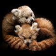 Pair of rare red panda cubs die at safari park after cold snap