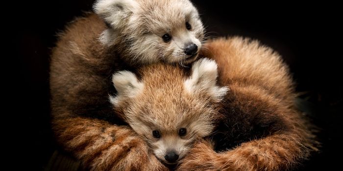 Red panda cubs