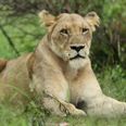 Lioness killed ‘almost instantly’ by lion in front of visitors at Longleat Safari Park
