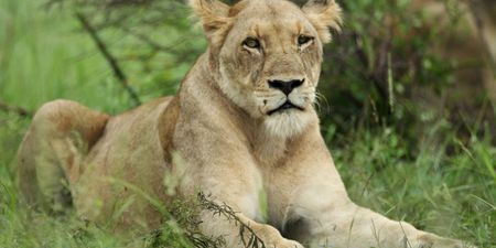 Lioness killed ‘almost instantly’ by lion in front of visitors at Longleat Safari Park