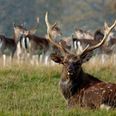 Over 55,000 deer killed in Ireland in record year, new figures show