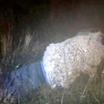 Man tries to escape maximum security prison in sheep disguise