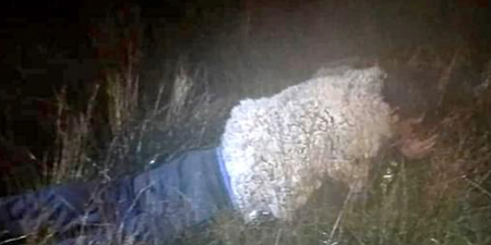 Man tries to escape maximum security prison in sheep disguise