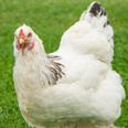 Man dies after attack by chicken in Roscommon