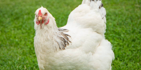 Man dies after attack by chicken in Roscommon