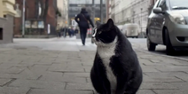 Fat cat becomes city’s top-rated tourist attraction – with purrfect 5-star rating