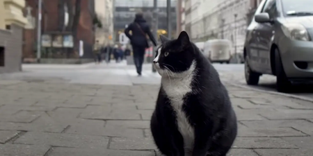 Fat cat becomes city’s top-rated tourist attraction – with purrfect 5-star rating