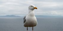 Irish town holds public meeting over massive seagull problem