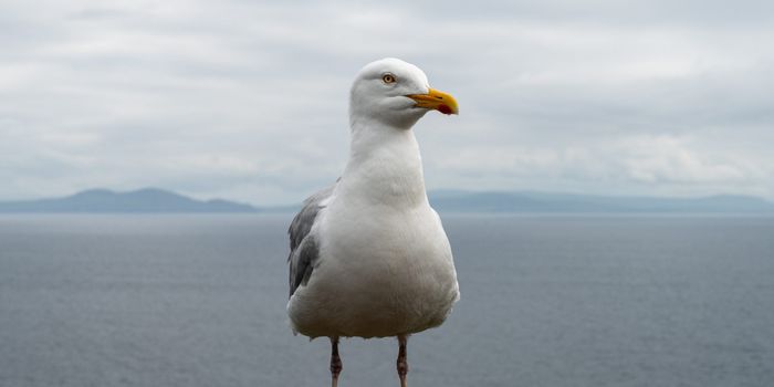 Drogheda seagull meeting