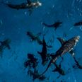 Netflix film crew attacked by sharks during Our Planet II shoot