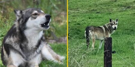 ‘Wolfdog’ still on the loose in Cork days after escape