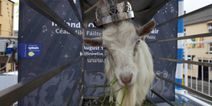 Puck Fair goat to spend less time on stand following welfare complaints