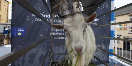 Puck Fair goat to spend less time on stand following welfare complaints
