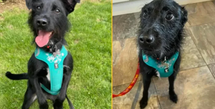 Owner wanted dog to be put down ‘because he barks’