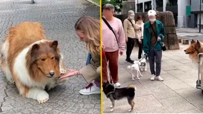Man who spent €14k to become a dog scares real dogs in the street