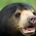 Chinese zoo denies that its bears are actually humans in costume