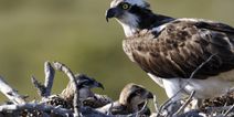 Bird of prey breeding in Ireland for the first time in 200 years