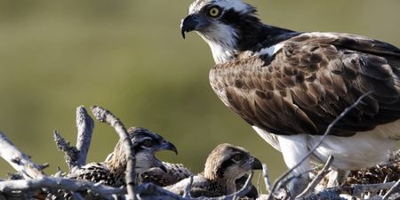 Bird of prey breeding in Ireland for the first time in 200 years