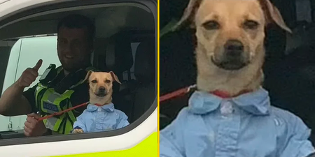 Police confiscate smartly dressed dog from ‘intoxicated’ owner