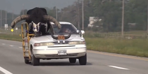 Man pulled over for riding with bull in modified passenger seat