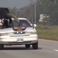 Man pulled over for riding with bull in modified passenger seat