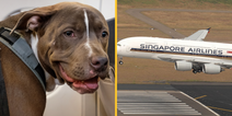 Couple demand refund for being sat next to ‘snorting, farting’ dog on flight