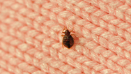 Irish rugby fans on alert as bedbugs invade French cities