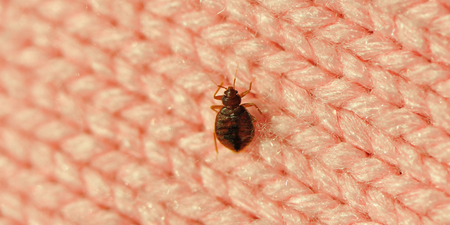 Irish rugby fans on alert as bedbugs invade French cities