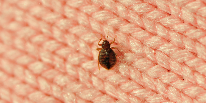 Bedbugs emergency France