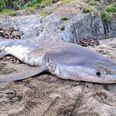 Researchers called after shark washes up on Cork beach with ‘no clear cause of death’
