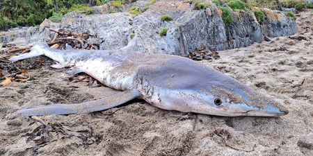 Researchers called after shark washes up on Cork beach with ‘no clear cause of death’