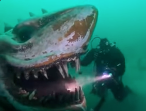Evil or Genius? The underwater shark statue that’s terrifying divers