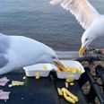 Former politician thinks seagulls need contraception to stop “curse” on town