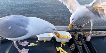 Former politician thinks seagulls need contraception to stop “curse” on town