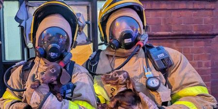 Dublin Fire Brigade rescue one person and two dogs from burning flat