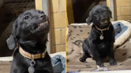 Puppy smiles at everyone who visits shelter in hope someone will adopt him