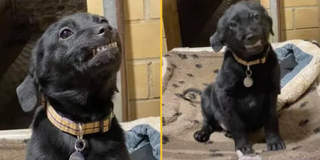 Puppy smiles at everyone who visits shelter in hope someone will adopt him