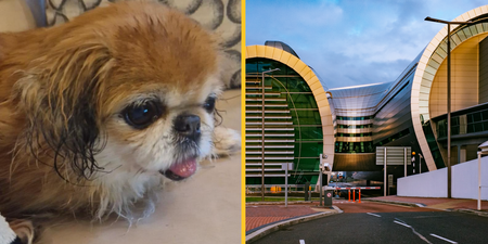 Dog left abandoned and tied to pole at Dublin Airport finds permanent home