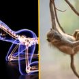 Scientists discover why humans no longer have tails
