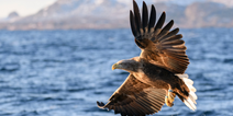 ‘Heartbreaking’ shooting of rare, endangered eagle in Roscommon sparks investigation