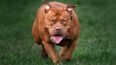 XL Bully ban possible in Ireland as Stormont announces dog breed restrictions