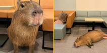 Japan’s capybara cafe puts cat cafes to shame