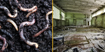 Worms living near Chernobyl nuclear plant have gained new ‘super power’