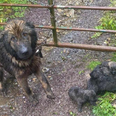 Dog rescued after being tied up and abandoned with seven puppies